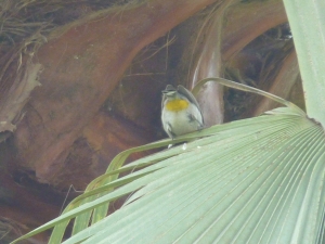 P1190859 White Eared Bulbul_Bottom View